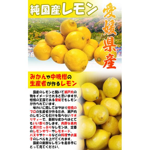 イエローレモン 約5kgM〜2Lサイズ 愛媛県産・熊本県産 皮まで食べれる香り豊かな国産レモン03