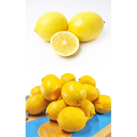 イエローレモン 約5kgM〜2Lサイズ 愛媛県産・熊本県産 皮まで食べれる香り豊かな国産レモン04