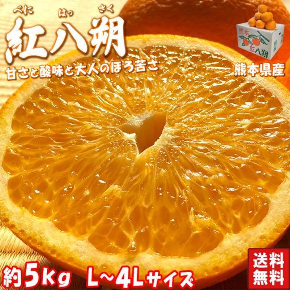紅八朔 はっさく 約5kg L～4Ｌサイズ 熊本県産 贈答規格 秀品 ほろ苦さが癖になる柑橘02
