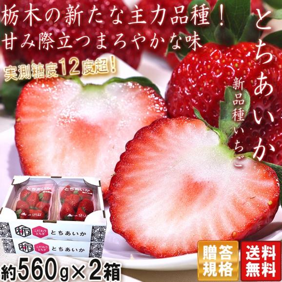 とちあいか いちご 約560g&times;2箱 栃木県産 贈答規格 JA共撰品 苺の生産量日本一の栃木県産！本場で育てた豊かな甘みと鮮やかな赤色のギフトフルーツ02