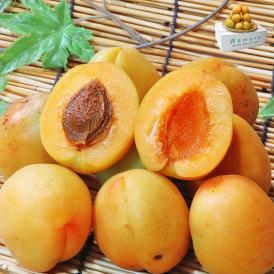 生あんず 約3kg 訳あり 長野・青森県産 甘酸っぱく濃厚な味わいの生あんず アンズ 杏 杏子 すもも プラム