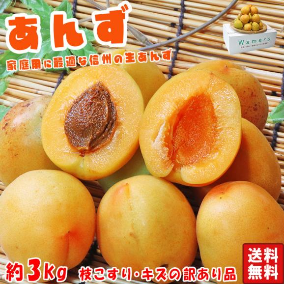 生あんず 約3kg 訳あり 長野・青森県産 甘酸っぱく濃厚な味わいの生あんず アンズ 杏 杏子 すもも プラム02
