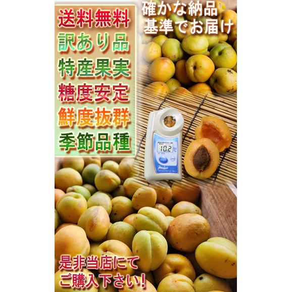 生あんず 約3kg 訳あり 長野・青森県産 甘酸っぱく濃厚な味わいの生あんず アンズ 杏 杏子 すもも プラム05