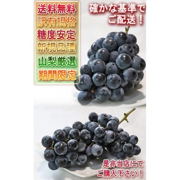 マスカットベリーA 約1.5kg 3～5房入り 山梨県産 訳あり 濃い甘さとほどよい酸味の生食葡萄03