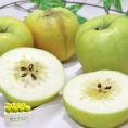 名月 蜜りんご めいげつ 約5kg 14～28玉 訳あり規格 小玉 青森県産 国内屈指のリンゴ産地で育てた抜群の味！甘み豊かな幻の林檎