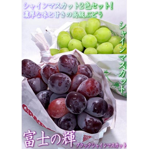 葡萄2色セット 富士の輝・シャインマスカット 約1.2～1.5kg 2房 山梨県産中心 贈答規格 濃厚な甘さと食べやすさの次世代ブドウ！ ギフト最適な希少品種03