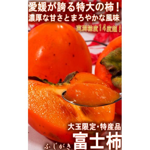 富士柿 ふじがき 約5kg 12～18玉 大玉限定 愛媛県産 優品中心 えひめ特産のフルーツ！特大の果実にまろやかな甘さ03
