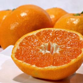 宮原みかん 樹成り完熟有田ミカン 滝川園限定 約5kg S～2Lサイズ 贈答規格 指定農園にて特に優れた樹で栽培したギフト最適なギフト蜜柑！