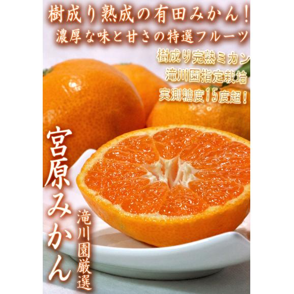 宮原みかん 樹成り完熟有田ミカン 滝川園限定 約5kg S～2Lサイズ 贈答規格 指定農園にて特に優れた樹で栽培したギフト最適なギフト蜜柑！03