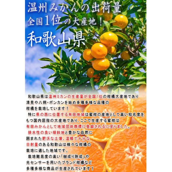 宮原みかん 樹成り完熟有田ミカン 滝川園限定 約5kg S～2Lサイズ 贈答規格 指定農園にて特に優れた樹で栽培したギフト最適なギフト蜜柑！04