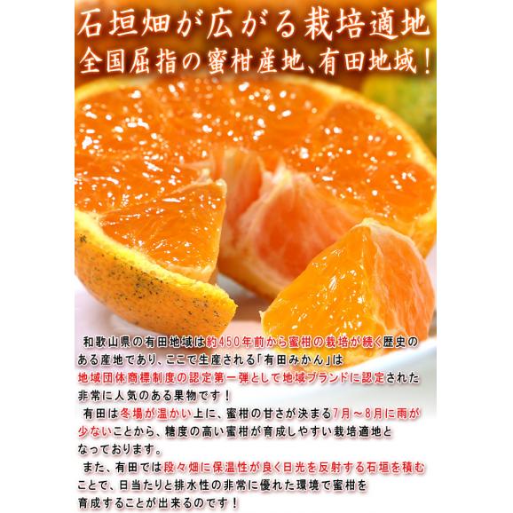 宮原みかん 樹成り完熟有田ミカン 滝川園限定 約5kg S～2Lサイズ 贈答規格 指定農園にて特に優れた樹で栽培したギフト最適なギフト蜜柑！05