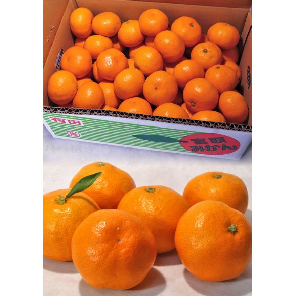 宮原みかん 樹成り完熟有田ミカン 滝川園限定 約5kg S～2Lサイズ 贈答規格 指定農園にて特に優れた樹で栽培したギフト最適なギフト蜜柑！06