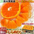 不知火 しらぬい 約5kg 15~24玉 熊本県産 贈答規格 JAくまもと 濃厚な甘さと程よい酸味の人気品種!本場で育てた抜群の味