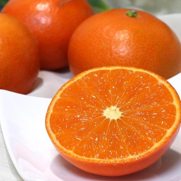 売れ筋がひ新作！ 天草産厳選 みはやオレンジ 約2kg 贈答規格 熊本県産 12～16玉 果物
