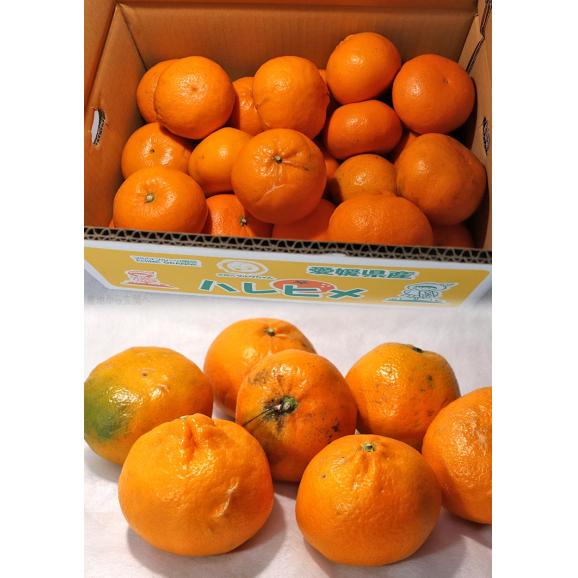 はれひめ 約5kg M~2Lサイズ 愛媛県産 訳あり品 個人農家産 オレンジの香りに蜜柑の味わい!食べやすい旬のえひめフルーツ03