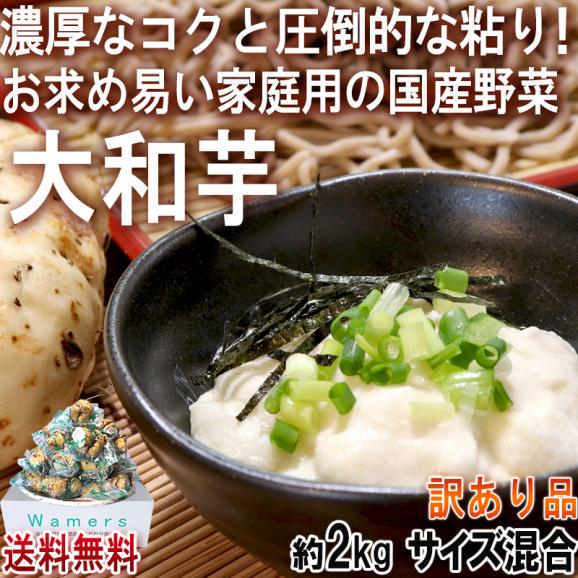大和芋 やまといも 約2kg 訳あり品 サイズ混合 千葉県産 国産野菜 お求めやすい家庭用の山芋！とろろ蕎麦やご飯に最適な圧倒的粘り 成田 香取 多古02