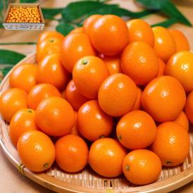 たまたま 大粒 完熟きんかん 約1kg 2～3Lサイズ 宮崎県産 JA共撰品 糖度16度保証のブランド金柑！生で丸ごと食べる抜群の味と栄養価