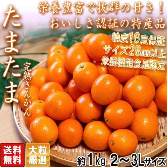 【正規通販】 たまたま 大粒 JA共撰 宮崎県産 2～3Lサイズ 約1kg 完熟きんかん 果物