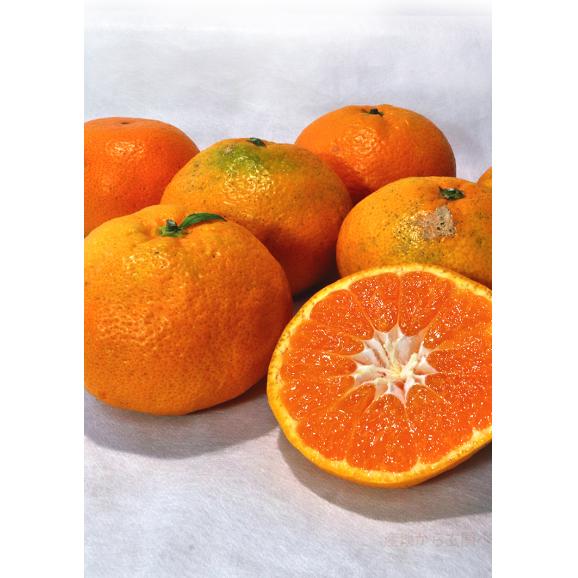 極まろ蜜柑 温州みかん 約3kg M~2Lサイズ 熊本県産 大玉サイズ お手頃価格のお試しサイズ!個人農家で育てた旬のフルーツ03