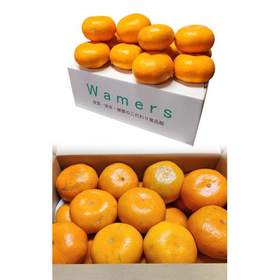 極まろ蜜柑 温州みかん 約3kg M~2Lサイズ 熊本県産 大玉サイズ お手頃価格のお試しサイズ!個人農家で育てた旬のフルーツ04