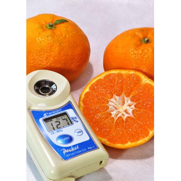 極まろ蜜柑 温州みかん 約3kg M~2Lサイズ 熊本県産 大玉サイズ お手頃価格のお試しサイズ!個人農家で育てた旬のフルーツ05