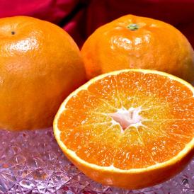 にじゅうまる 約2.5kg L～4Lサイズ 佐賀県産 贈答規格 甘平と姉妹品種の特産品フルーツ！プチっとした食感に濃厚な味と甘さ