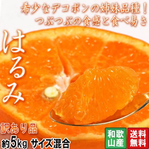 【即出荷】 約5kg はるみ 小玉中心 お得な 訳あり品 和歌山県産 サイズ混合 果物