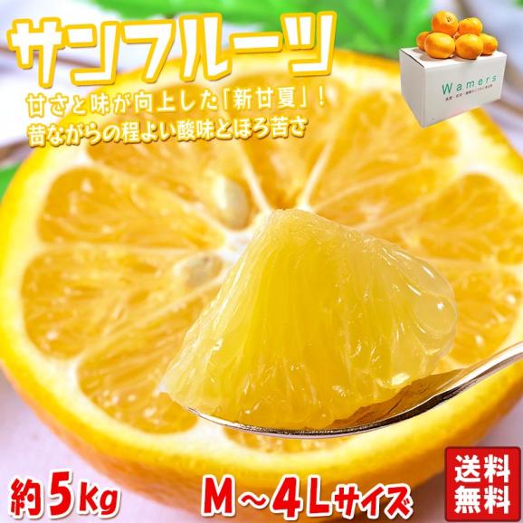 春新作の 紅甘夏・新甘夏 サンフルーツ 約5kg 甘夏 愛媛・熊本県産 M～4L 果物