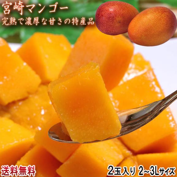 宮崎マンゴー 温室・完熟栽培 2玉 2～3Lサイズ 宮崎県産 JA共撰品 甘さ濃厚な旬の美味しさ！特産品のトロピカルフルーツ02
