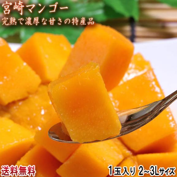 宮崎マンゴー 温室・完熟栽培 1玉 2～3Lサイズ 宮崎県産 JA共撰品 甘さ濃厚な旬の美味しさ！特産品のトロピカルフルーツ02