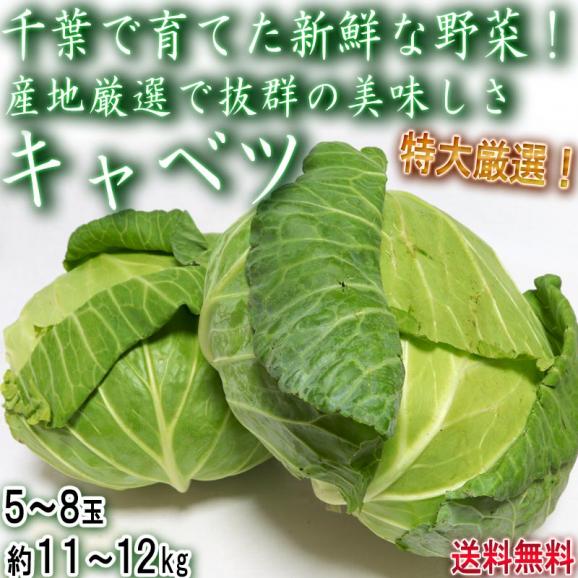 キャベツ 約11～12kg 5～8玉 千葉県産 JA共撰品 特大サイズ厳選！厳選産地で育てた新鮮な美味しさ02