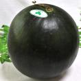 黒皮クリームスイカ 約9～12kg 1玉入り 贈答規格 千葉県産 4～6Lサイズ お中元に人気の希少な西瓜！黄色スイカの本場で育てた上品な甘さとシャリシャリの食感