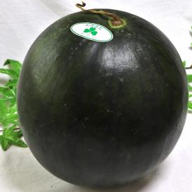 黒皮クリームスイカ 約9～12kg 1玉入り 贈答規格 千葉県産 4～6Lサイズ お中元に人気の希少な西瓜！黄色スイカの本場で育てた上品な甘さとシャリシャリの食感