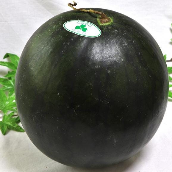 黒皮クリームスイカ 約9～12kg 1玉入り 贈答規格 千葉県産 4～6Lサイズ お中元に人気の希少な西瓜！黄色スイカの本場で育てた上品な甘さとシャリシャリの食感01