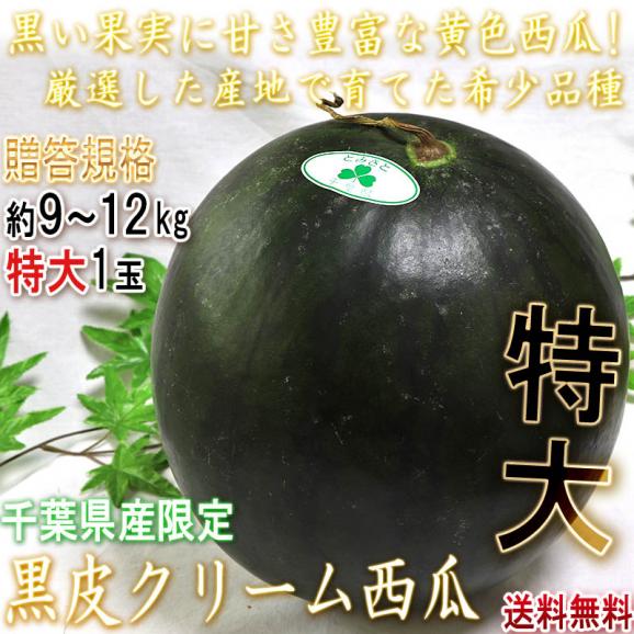 黒皮クリームスイカ 約9～12kg 1玉入り 贈答規格 千葉県産 4～6Lサイズ お中元に人気の希少な西瓜！黄色スイカの本場で育てた上品な甘さとシャリシャリの食感02