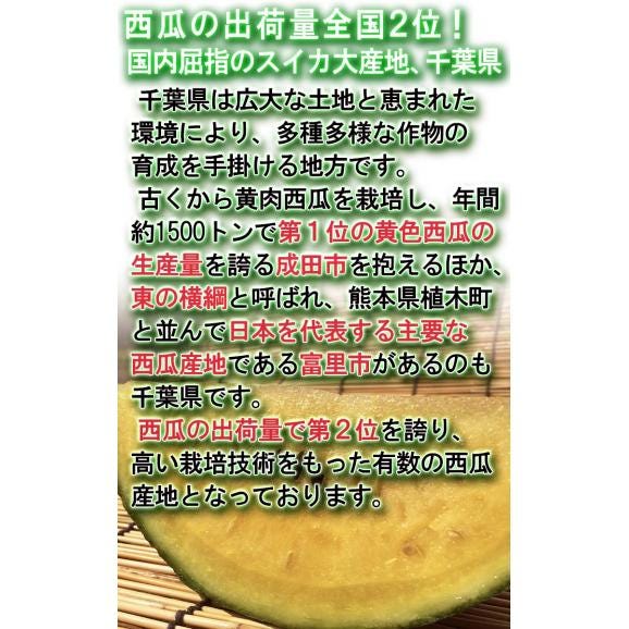 黒皮クリームスイカ 約9～12kg 1玉入り 贈答規格 千葉県産 4～6Lサイズ お中元に人気の希少な西瓜！黄色スイカの本場で育てた上品な甘さとシャリシャリの食感03