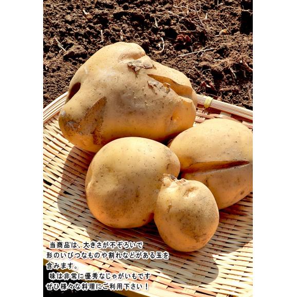 じゃがいも 男爵・とうや中心 約10kg M～3Lサイズ 千葉・茨城産中心 大容量 様々なお料理に使えるお得な国産野菜！出荷時期により旬の産地を厳選してお届け03