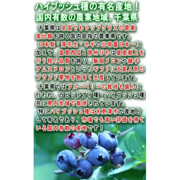 完熟ブルーベリー 約100g×4パック 千葉県産 贈答規格 JA共撰品 風味と味わい豊かな生の果実！全国屈指の産地で育てた美味しい旬のフルーツ03