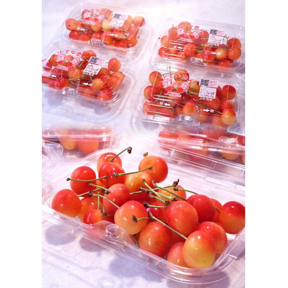 佐藤錦 さくらんぼ M～Lサイズ 約180g×4パック 山形県産 訳あり品 お得な旬の家庭用サクランボ！03