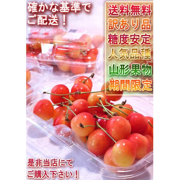 佐藤錦 さくらんぼ M～Lサイズ 約180g×4パック 山形県産 訳あり品 お得な旬の家庭用サクランボ！04