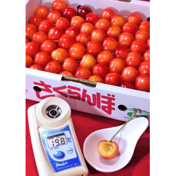 大粒さくらんぼ 約1kg L～2Lサイズ 青森県産 贈答規格 お中元に最適な美しい見た目と抜群の味！佐藤錦・紅秀峰を筆頭に旬のサクランボを厳選06