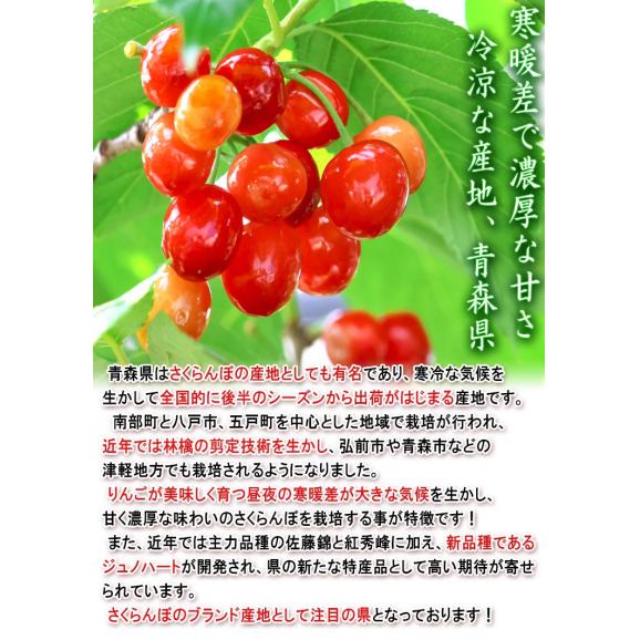ジュノハート 大粒さくらんぼ 約100g×4パック 青森県産 贈答規格 大きな粒と抜群の味！甘み豊かな新品種のギフトフルーツ03