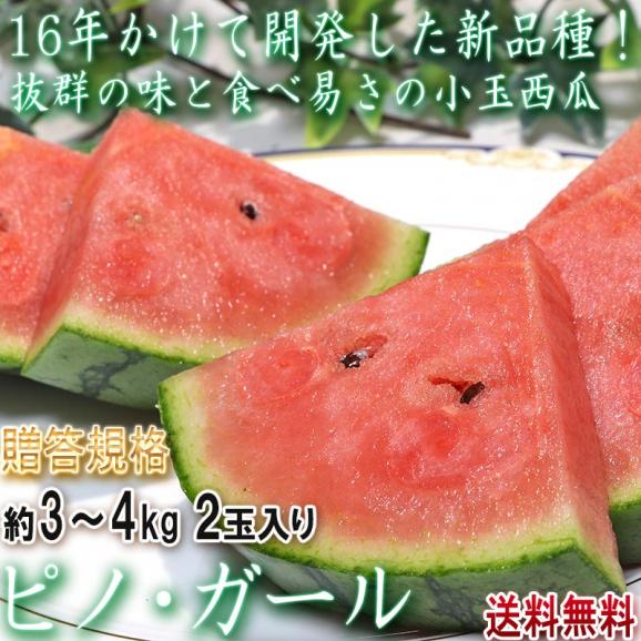 ピノ・ガール 小玉スイカ 約3～4kg 2玉 山形県産 贈答規格 タネごと食べられる新品種！抜群の味と食べ易さ02