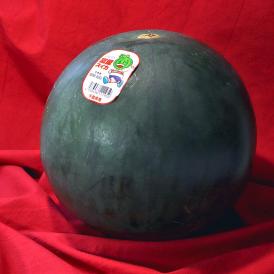 ゴールデンジャック 種無しクリーム西瓜 約5～7kg M～Lサイズ 1玉 贈答規格 黒い果皮に甘み豊かな黄色スイカの新品種！
