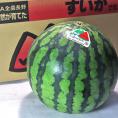 ハイランドすいか 赤肉スイカ 約5～6kg 1玉 長野県産 贈答規格 JA松本共撰 高原で育てた高い糖度と抜群のシャリ感！