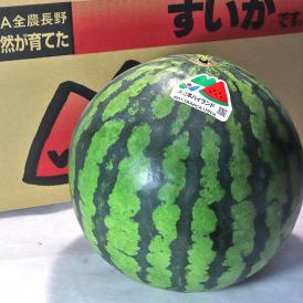 ハイランドすいか 赤肉スイカ 約5～6kg 1玉 長野県産 贈答規格 JA松本共撰 高原で育てた高い糖度と抜群のシャリ感！
