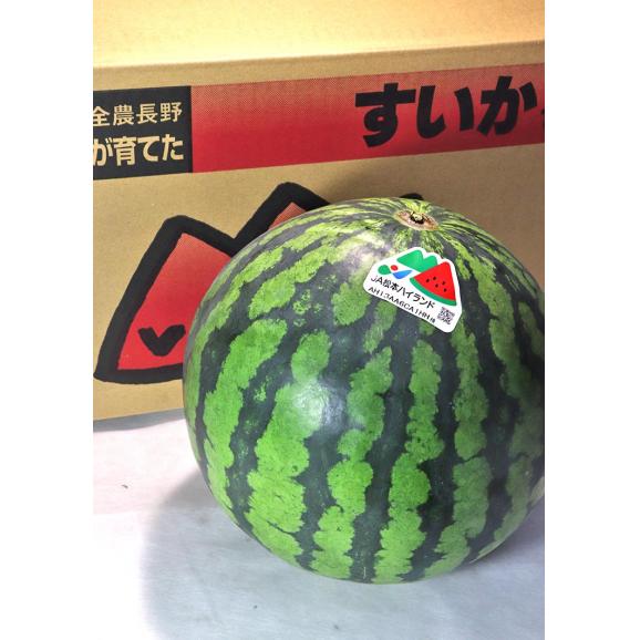 ハイランドすいか 赤肉スイカ 約5～6kg 1玉 長野県産 贈答規格 JA松本共撰 高原で育てた高い糖度と抜群のシャリ感！02