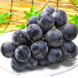 ナガノパープル 種無し葡萄 加温栽培 約1～1.2kg 2房 長野県産 贈答規格 JA共撰品 特産品の高級フルーツ！皮ごと食べる大粒の黒ぶどう