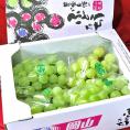 瀬戸ジャイアンツ 白ぶどう 約2kg 4房入り 岡山県産 贈答規格 JA共撰品 皮ごと食べる高級葡萄！パリっとした食感と甘さが魅力のギフトフルーツ ブドウ