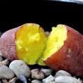 あまはづき 高糖度さつまいも 約5kg サイズ混合 千葉県産 訳あり品 新品種のねっとりサツマイモ！黄色の美しい果肉にとろける食感